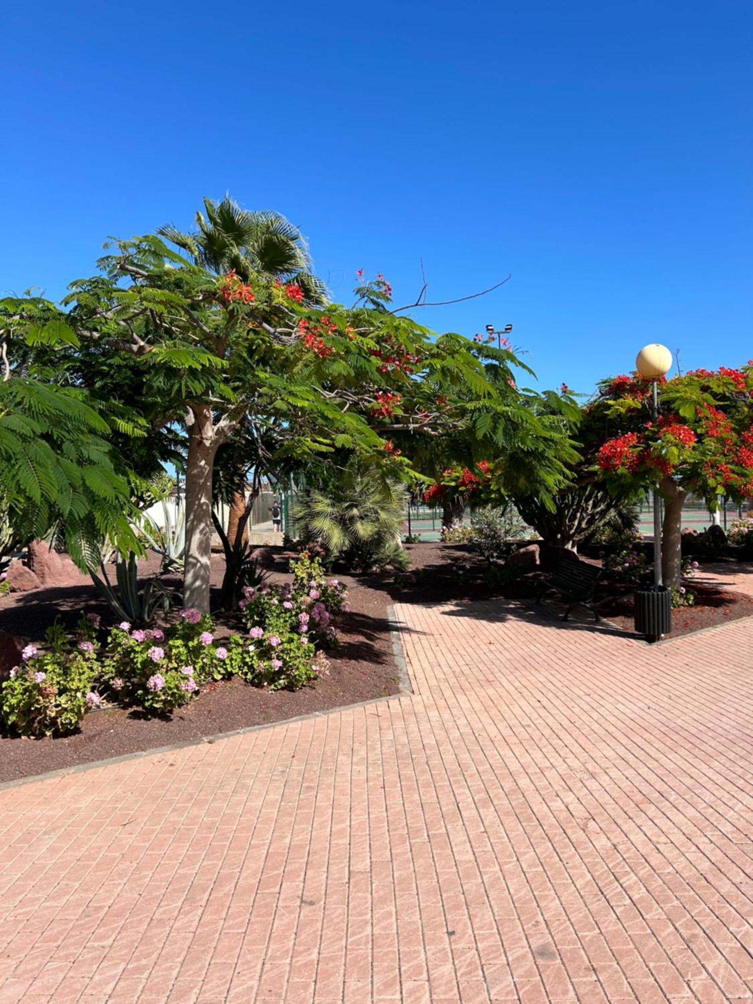 Honey Bunch Appartement Caleta De Fuste Buitenkant foto